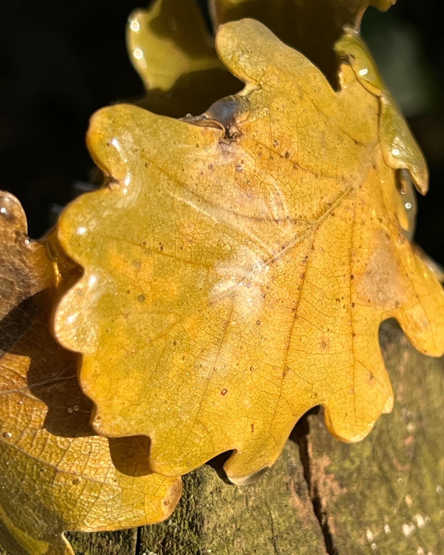 Bracciale foglie di quercia