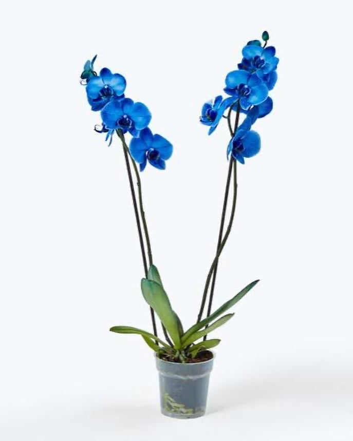 Girocollo orchidea blu