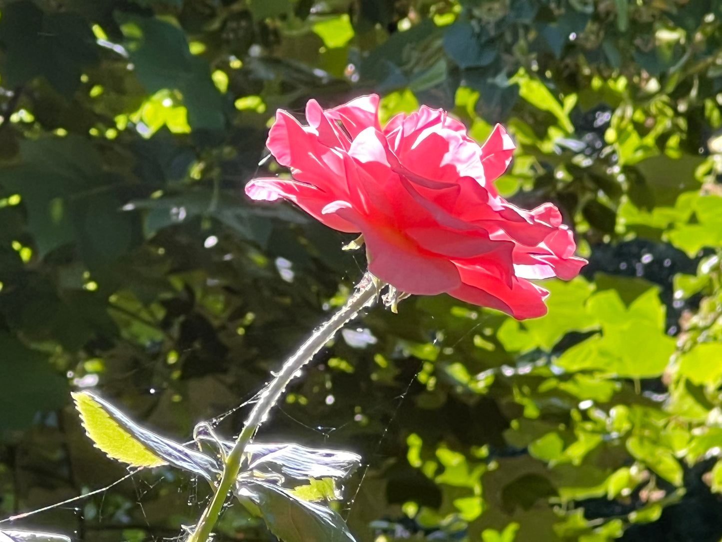 Collana boccioli di rosa