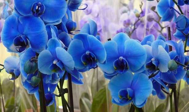 Collana globo orchidea blu